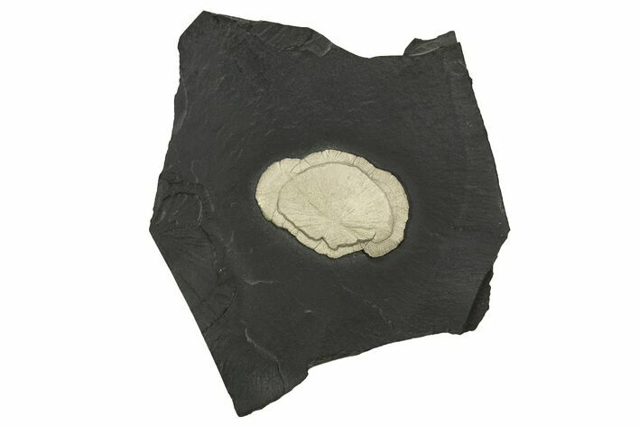 Pyrite Sun on Slate - Sparta, Illinois #315876